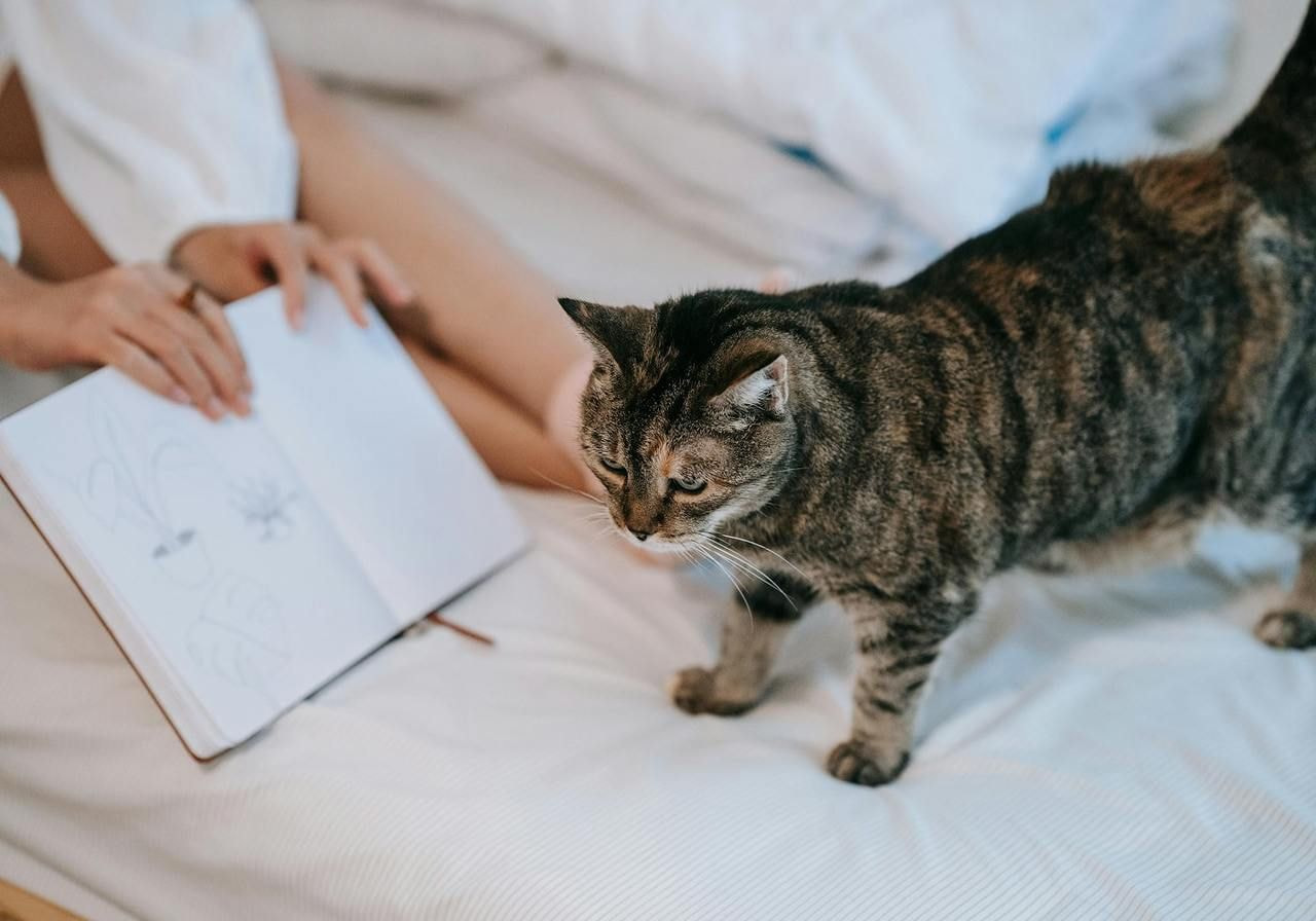 A cat sits on a bed beside a woman who is reading a book, creating a cozy and peaceful atmosphere.
